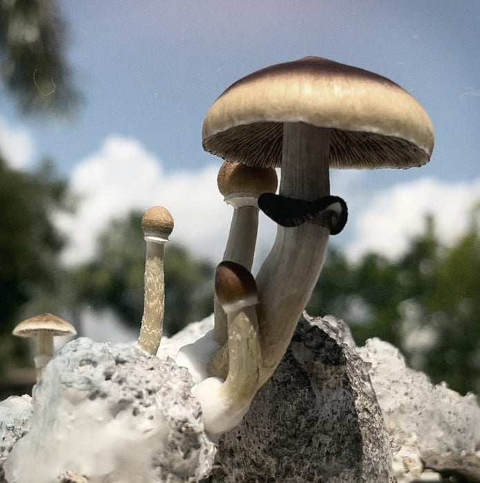 Homegrown Magic: Cultivate Psychedelic Mushrooms at Home